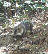 12月17日 早！黄冈 橙色预警！黄冈启动Ⅱ级应急